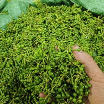 云南省临沧市临翔区章驮乡塘房山胡椒（木姜子）