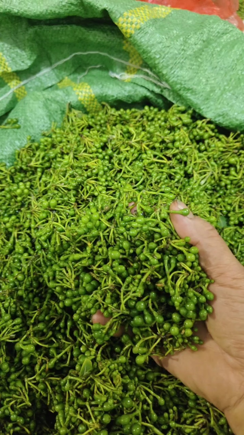 云南省临沧市临翔区章驮乡塘房山胡椒（木姜子）