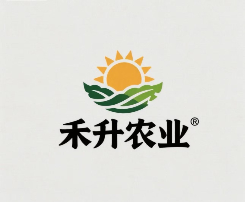 辽宁沈阳产地直销油菜上海青青梗二两精品