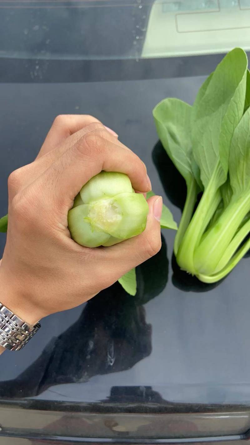 辽宁沈阳产地直销油菜上海青青梗二两精品