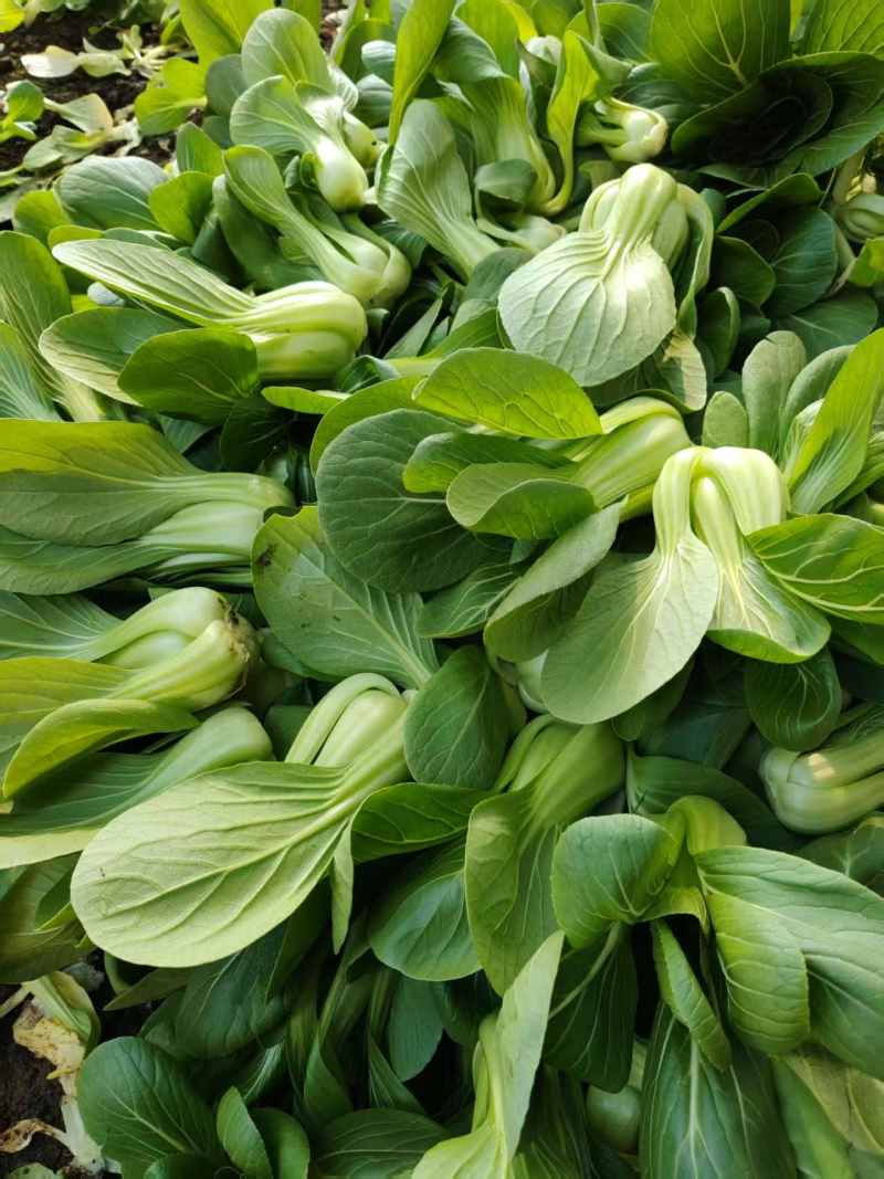 辽宁沈阳产地直销油菜上海青青梗二两精品