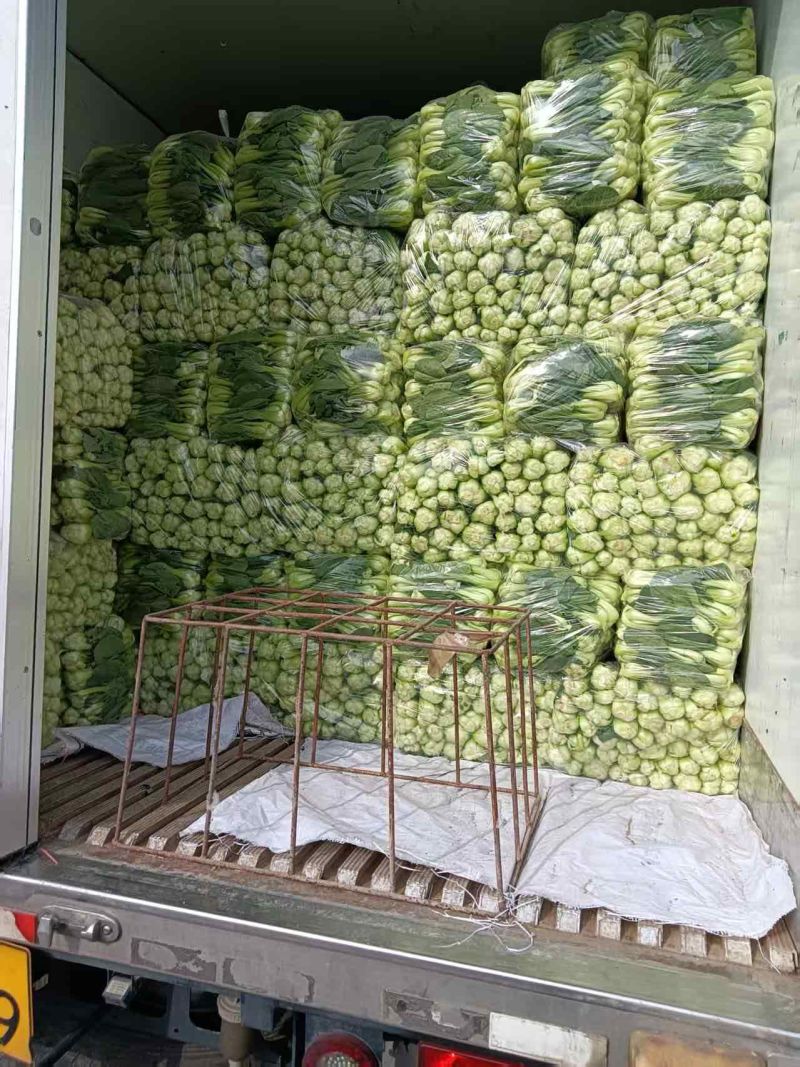 辽宁沈阳产地直销油菜上海青青梗二两精品
