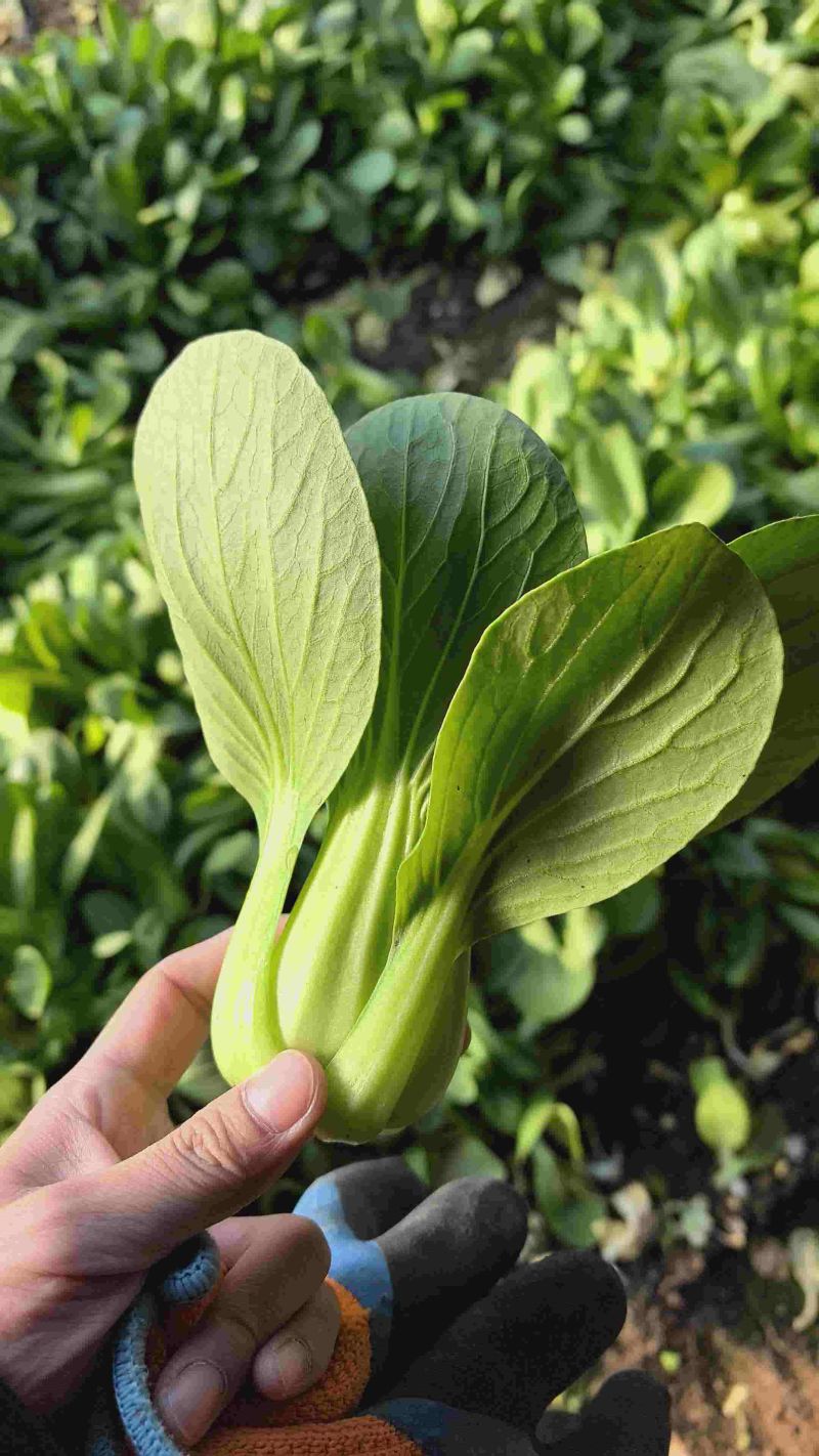 辽宁沈阳产地直销油菜上海青青梗二两精品