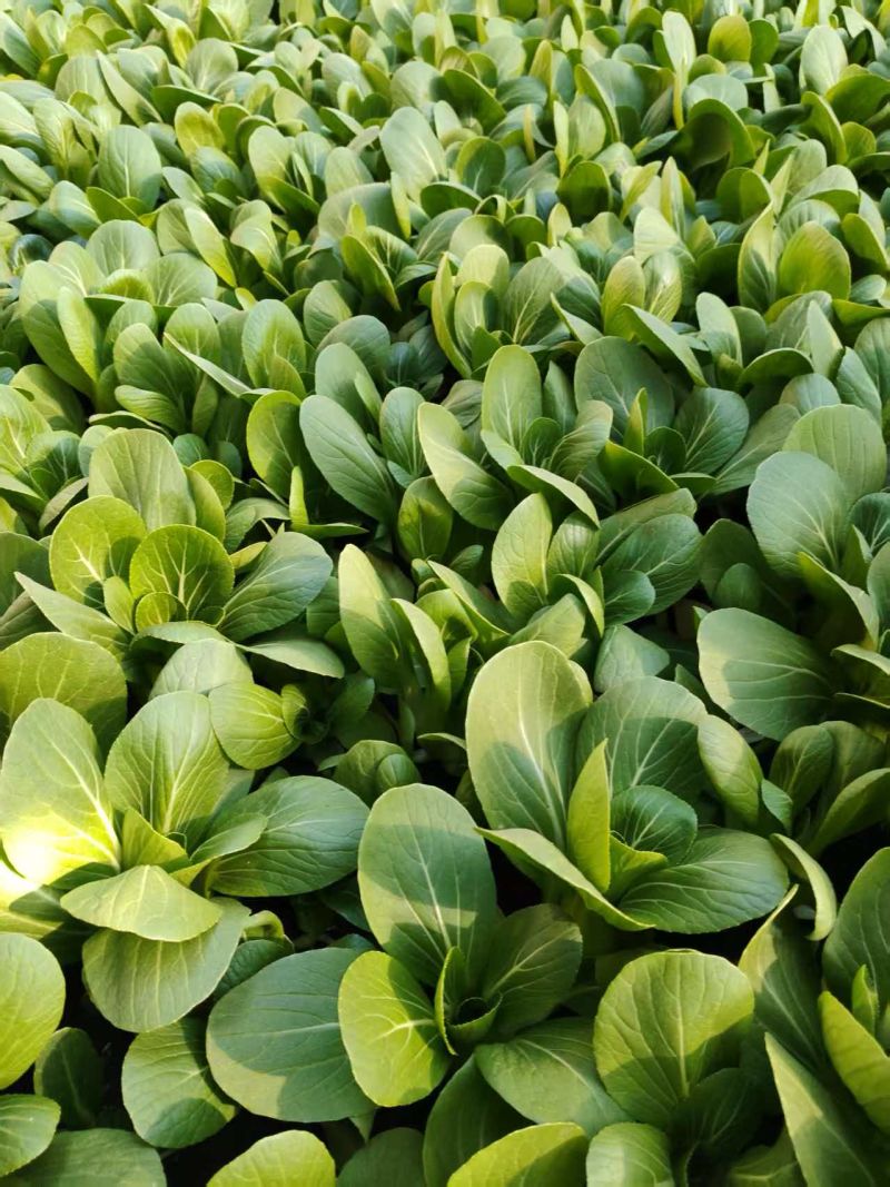 辽宁沈阳产地直销油菜上海青青梗二两精品