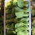 辽宁沈阳产地直销油菜上海青青梗二两精品