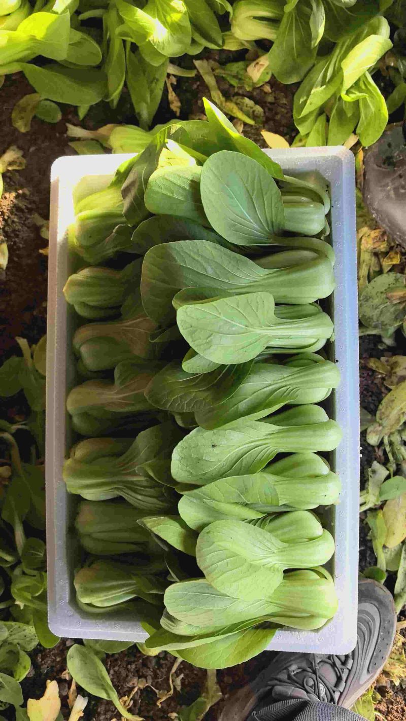 辽宁沈阳产地直销油菜上海青青梗二两精品