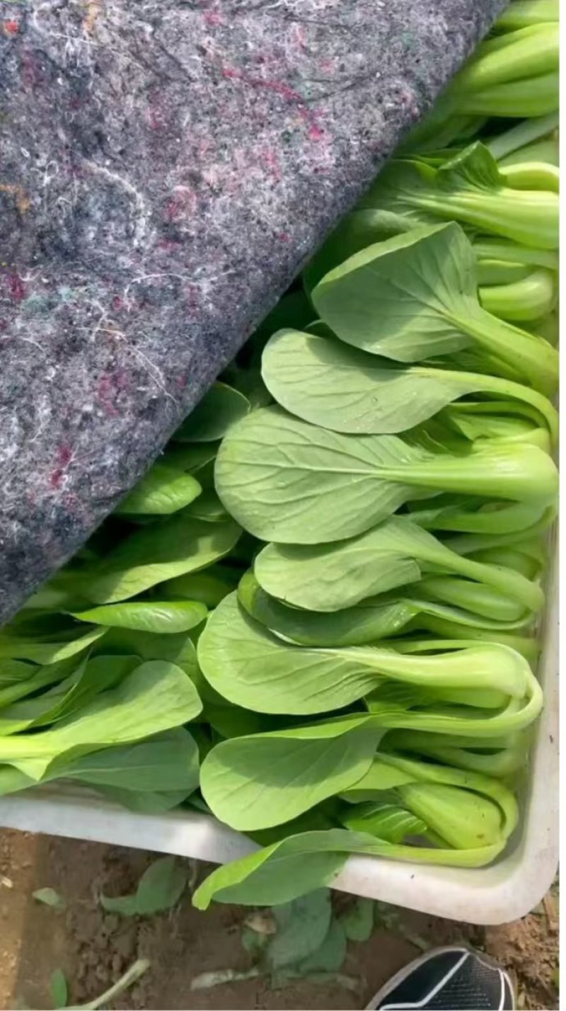 辽宁沈阳苏家屯油菜上海青新民油菜产地直发量大从优