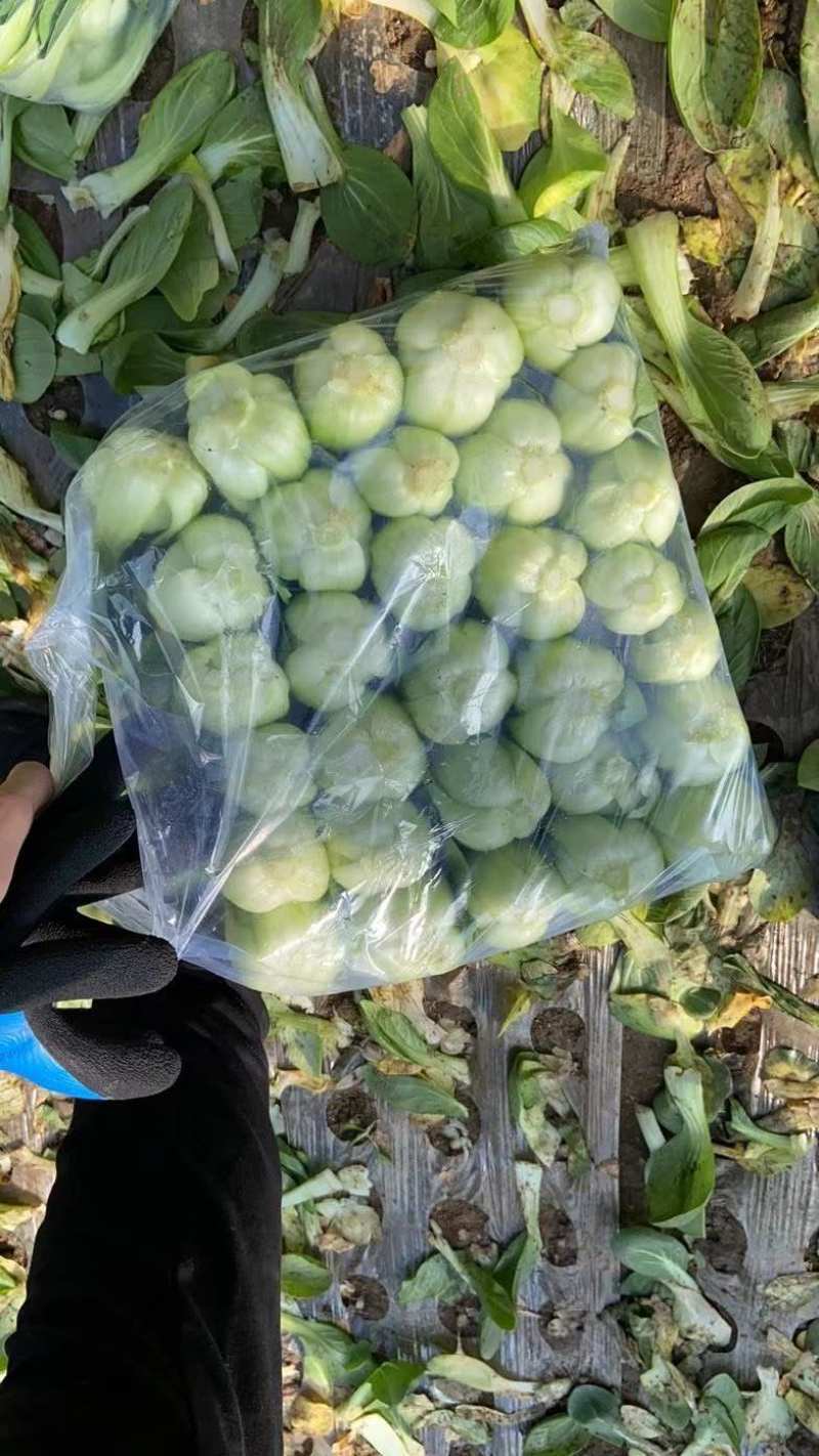 辽宁沈阳苏家屯油菜上海青新民油菜产地直发量大从优