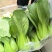 辽宁沈阳苏家屯油菜上海青新民油菜产地直发量大从优