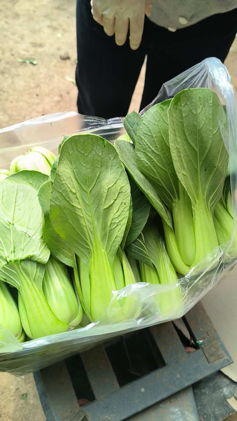 辽宁沈阳苏家屯油菜上海青新民油菜产地直发量大从优
