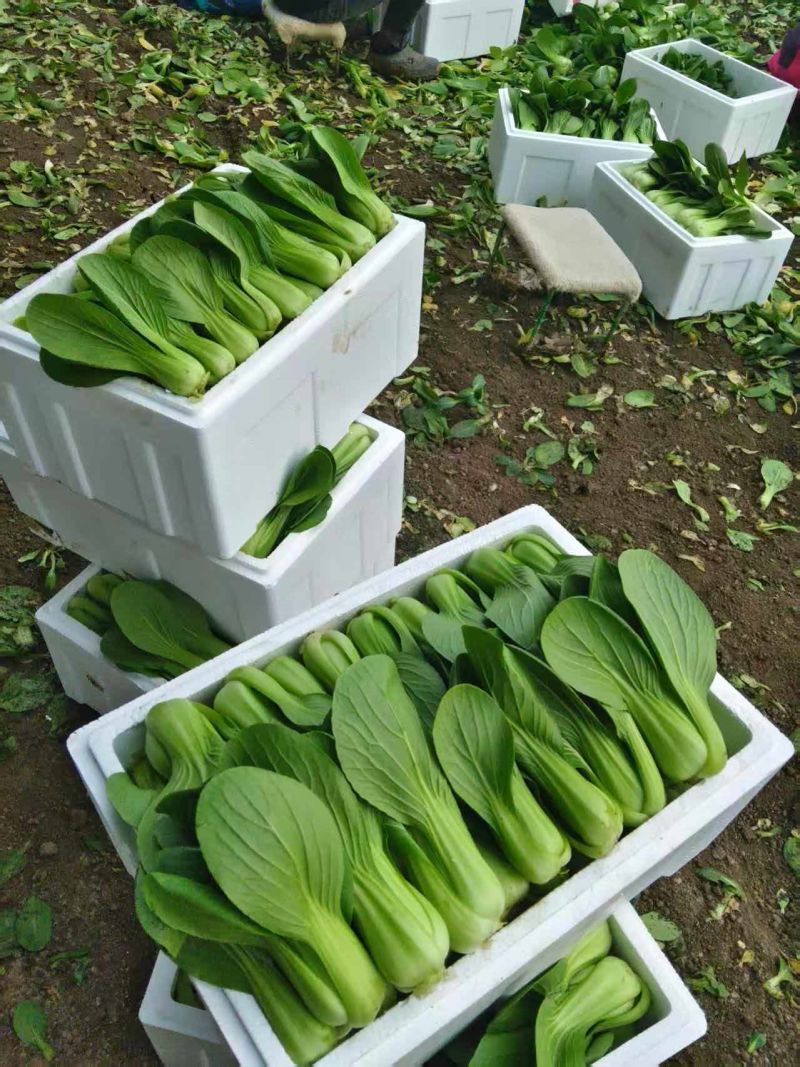 辽宁沈阳苏家屯油菜上海青新民油菜产地直发量大从优