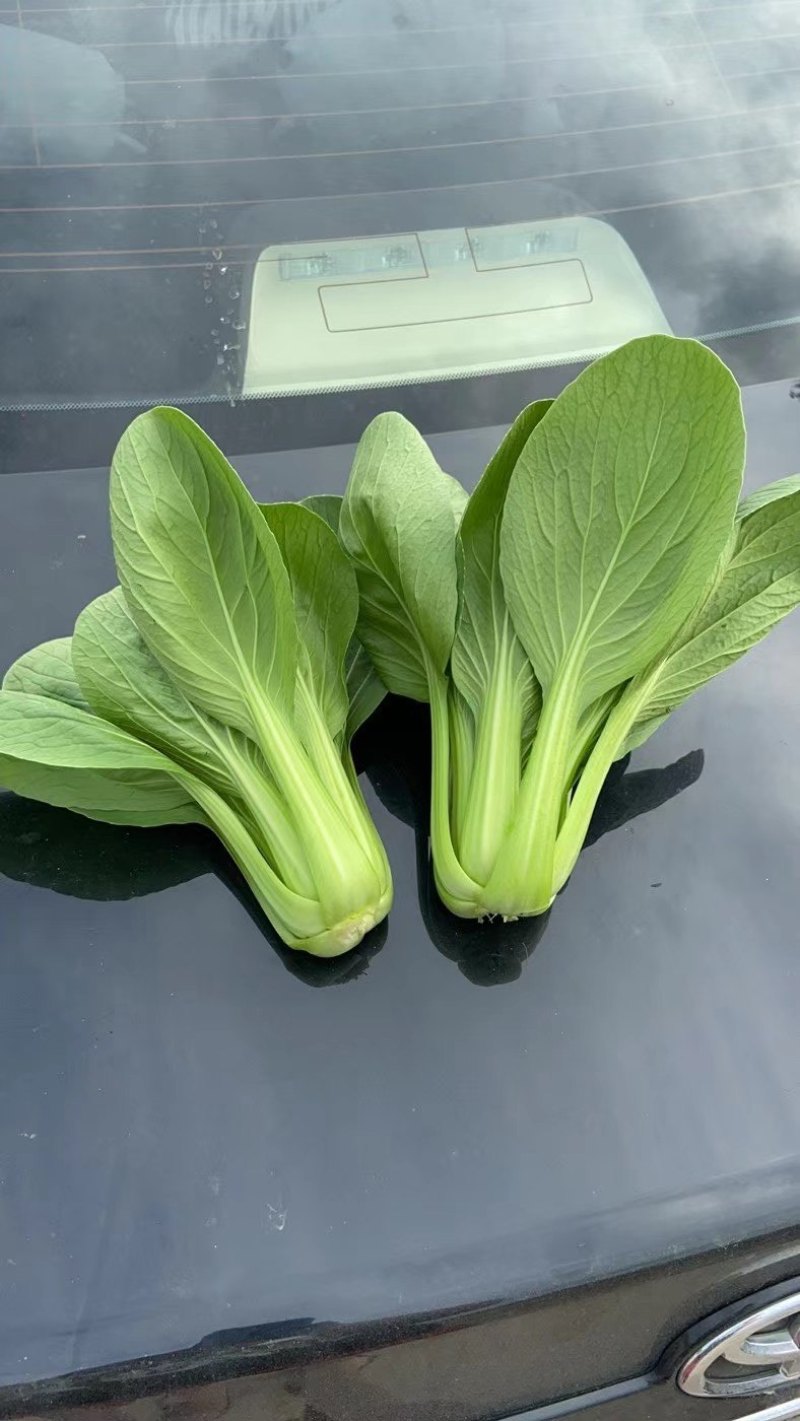 辽宁沈阳苏家屯油菜上海青新民油菜产地直发量大从优