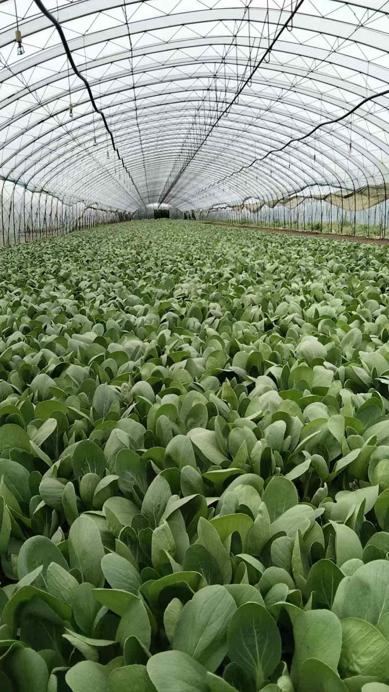 辽宁沈阳苏家屯油菜上海青新民油菜产地直发量大从优