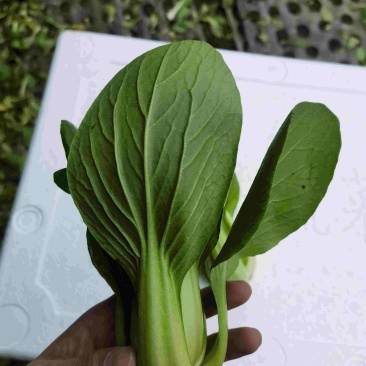 辽宁沈阳苏家屯油菜上海青新民油菜产地直发量大从优