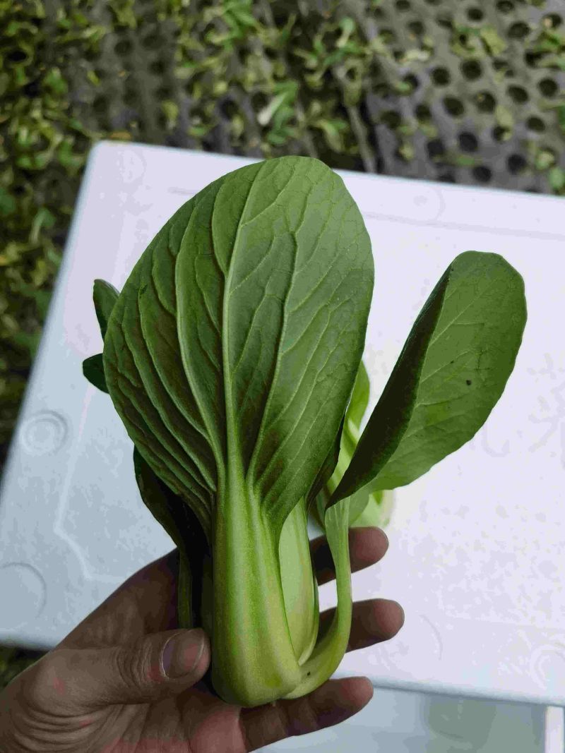 辽宁沈阳苏家屯油菜上海青新民油菜产地直发量大从优
