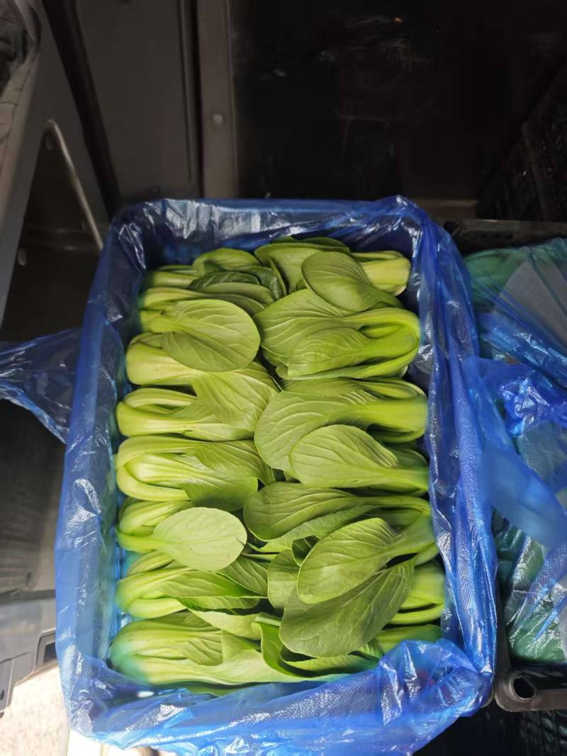 辽宁沈阳苏家屯油菜上海青新民油菜产地直发量大从优
