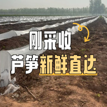标准青芦笋标笋25公分