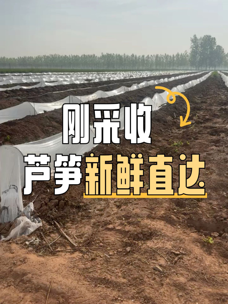 标准青芦笋标笋25公分