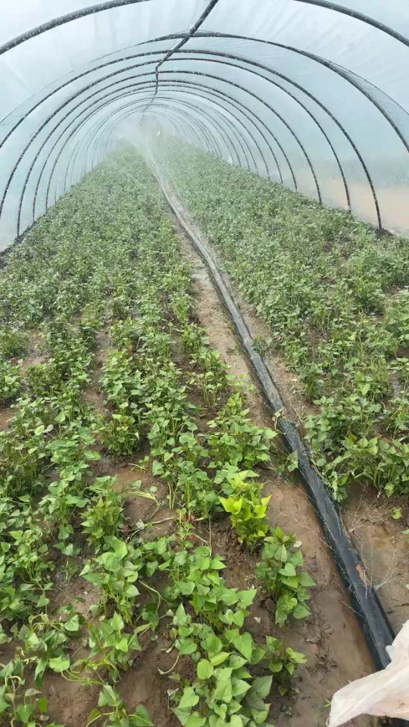 优质脱毒红薯苗西瓜红苗种苗技术指导成活率高欢迎联系