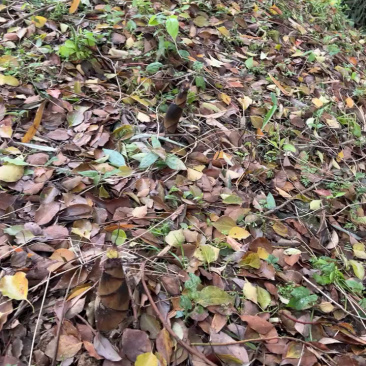 临安区羊毛笋，有需要联系量大，价格便宜，质量优
