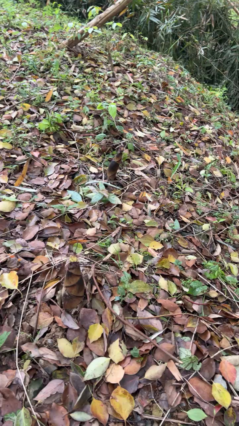 临安区羊毛笋，有需要联系量大，价格便宜，质量优