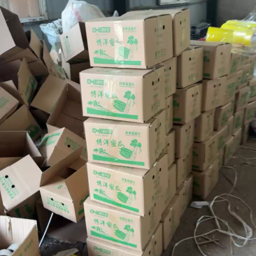 博洋九甜瓜大量现货，对接全平台电商多多仓