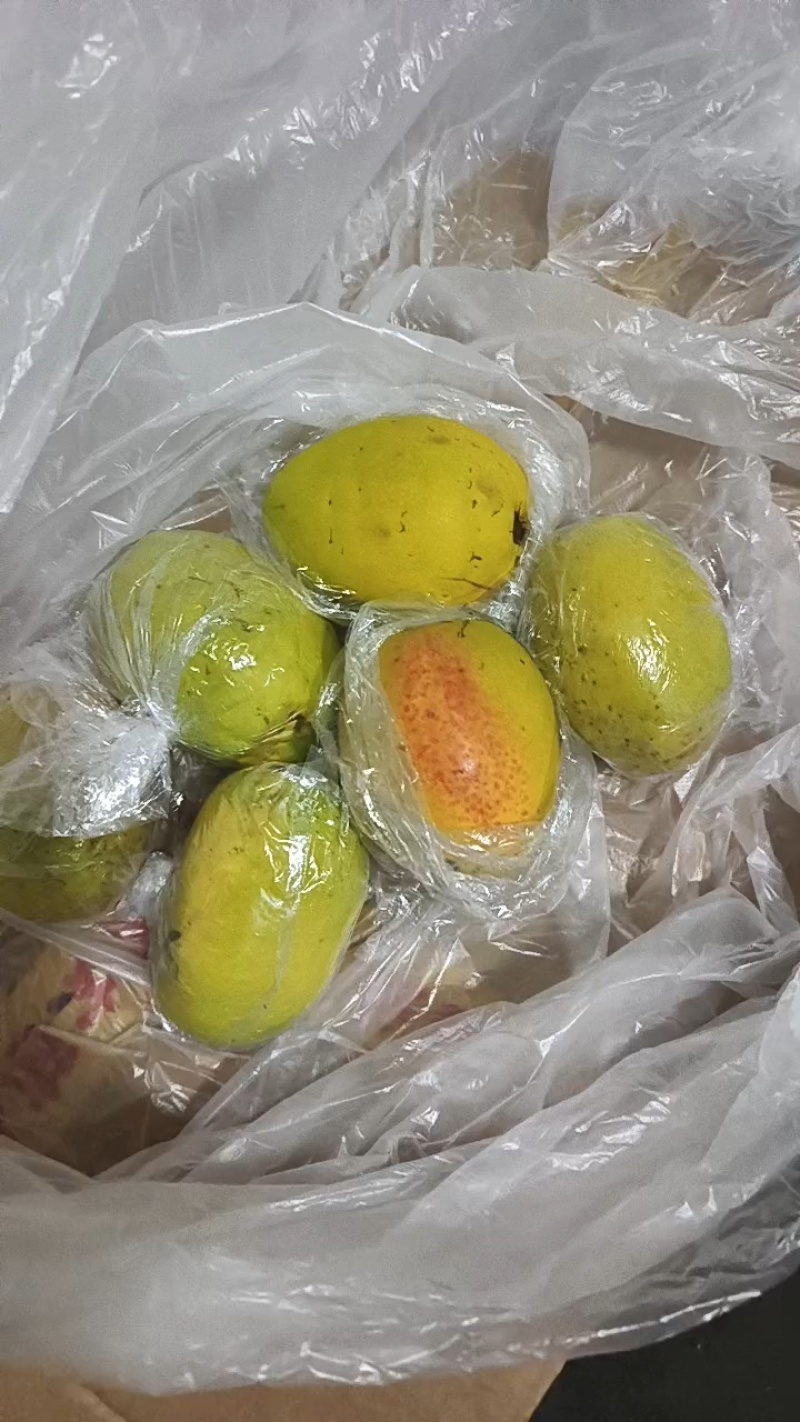 云南大理洱源县酸木瓜基地