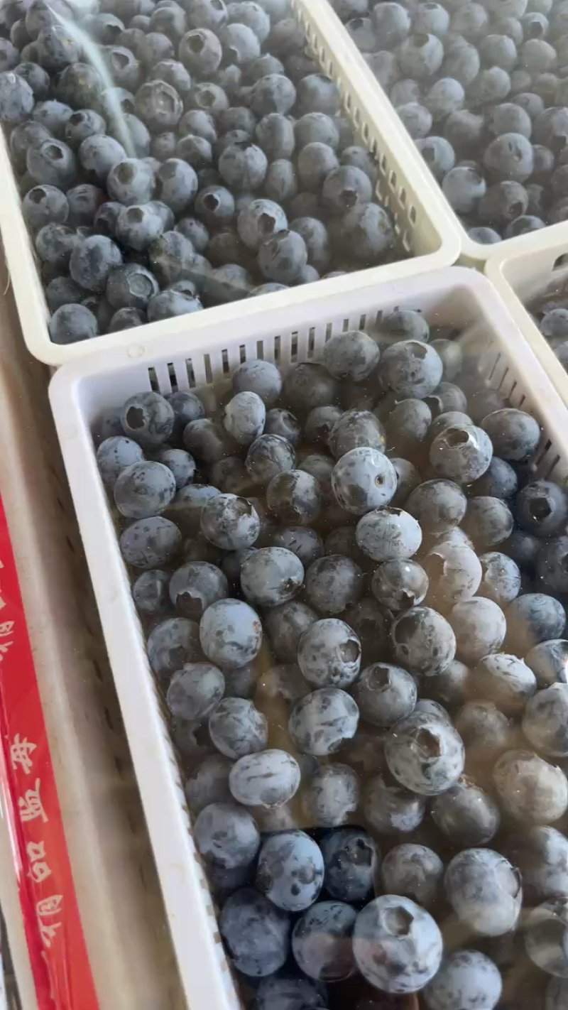 花香L25蓝莓，大量上市，保质保量，欢迎来电咨询