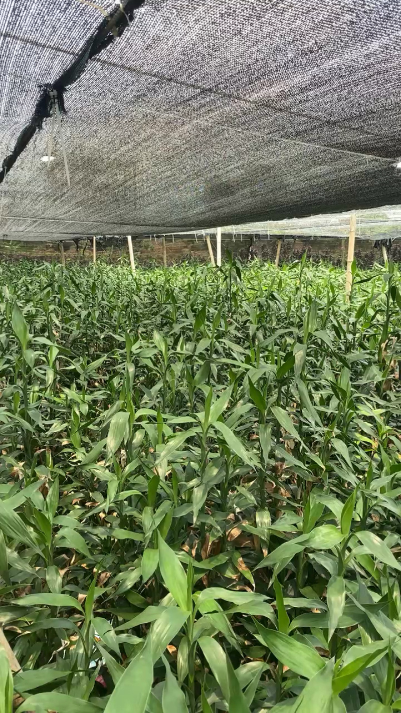 湛江麻章富贵竹，多规格可选，联系发货！