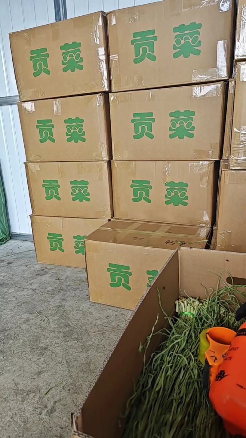 精品优质贡菜基地供应一手货源，全国直销量大从优价格优惠