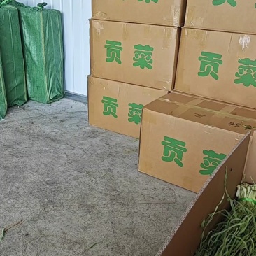 云南大理贡菜大量现货