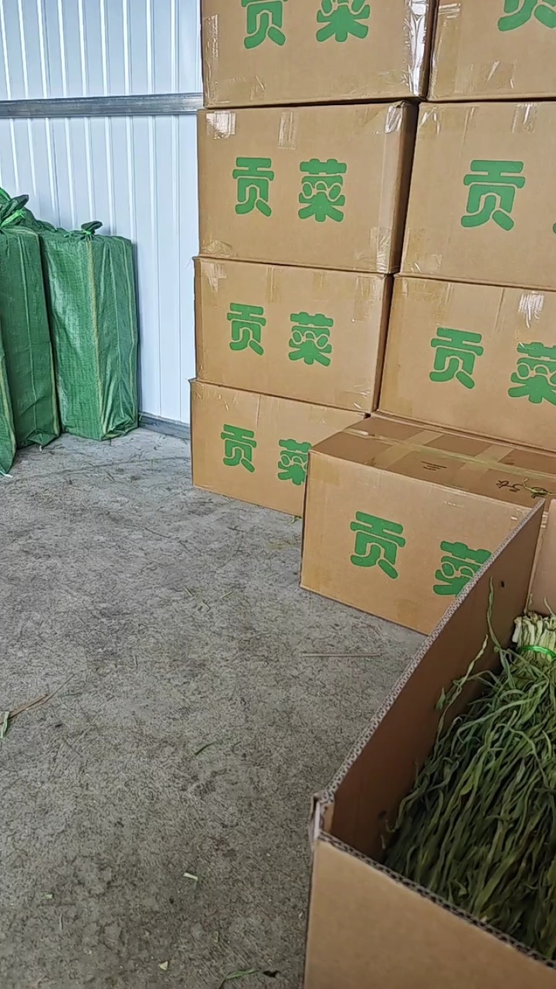 云南大理贡菜大量现货