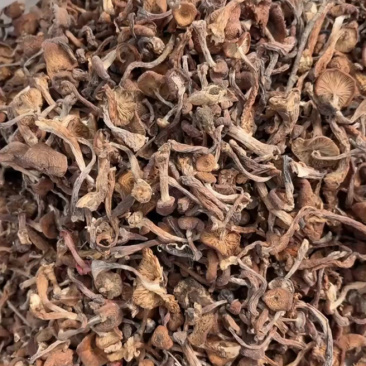 扎兰屯蘑菇丁，几百斤现货，品质好！
