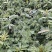 2026野生荨麻霍麻，现采现发
