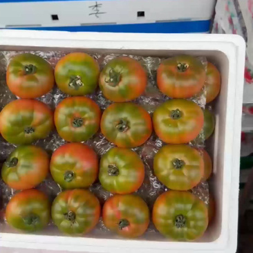 铁皮草莓柿子草莓西红柿供应市场商超电商