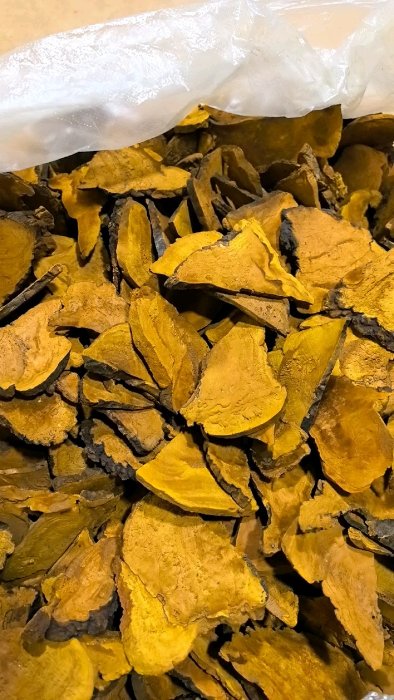 【桑黄菌】东北人工种植仿野生桑黄/精选好货，价格便宜