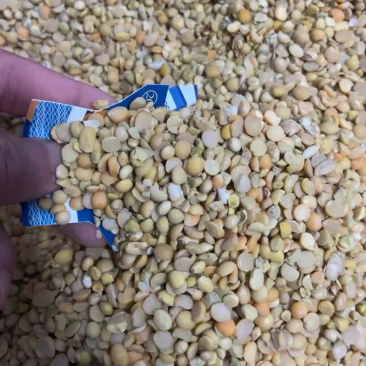碎黄豆非转基因大豆保证无土沙，可上地施肥，水产养殖