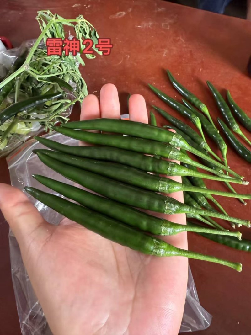 青米朝天椒中辣青米墨绿色广西
