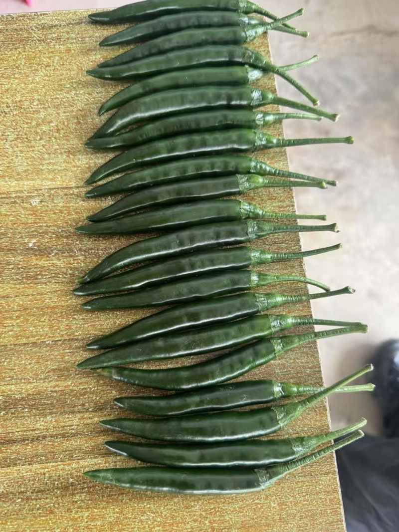 青米朝天椒中辣青米墨绿色广西