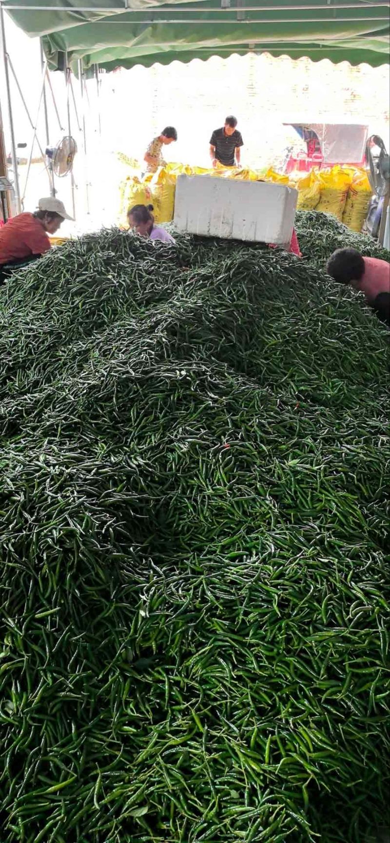 青米朝天椒中辣青米墨绿色广西