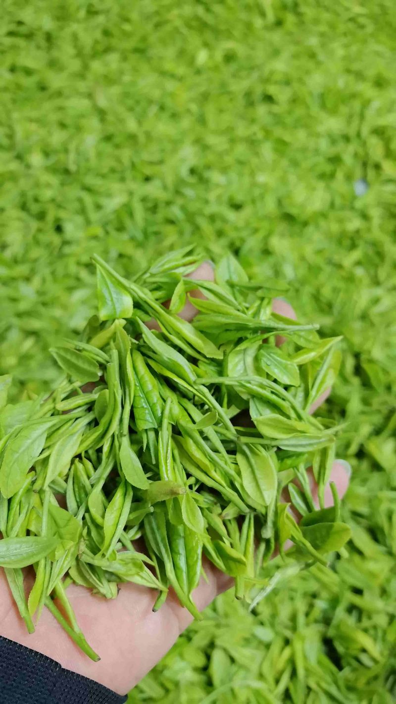 原产地安吉白茶，安吉黄金叶，安吉皇金芽自产自销