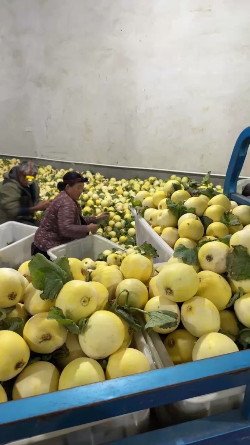 甜如蜜【热卖中】甜，脆，香，绿肉，绿瓤，个头一斤左右
