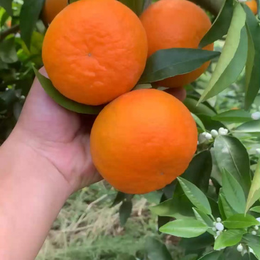 精品沃柑皮薄肉厚颜色火红皮毛好口感纯甜爽口