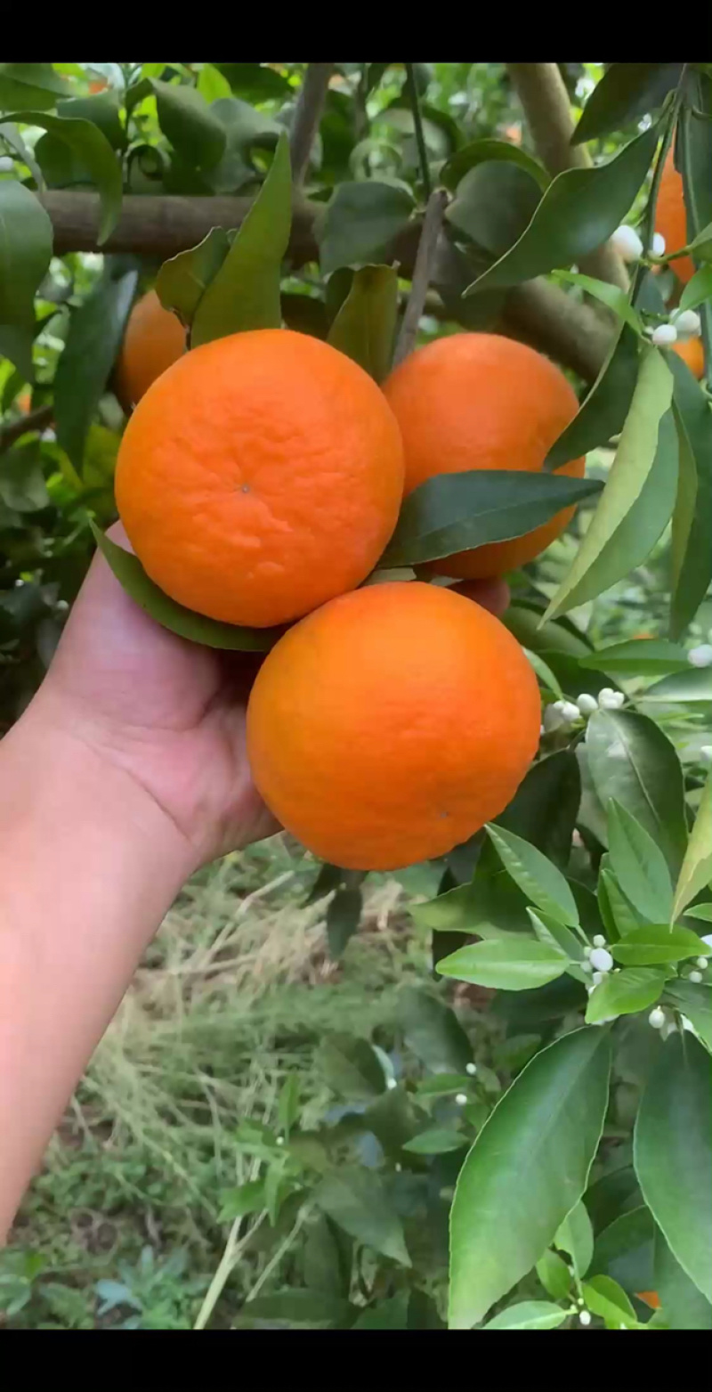 精品沃柑皮薄肉厚颜色火红皮毛好口感纯甜爽口