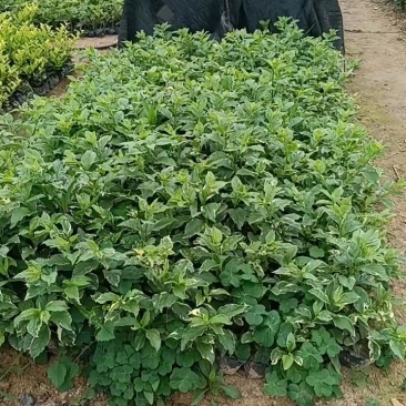 茉莉花福建漳州茉莉花绿化庭院设计基地直供大小规格袋苗