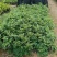 茉莉花福建漳州茉莉花绿化庭院设计基地直供大小规格袋苗