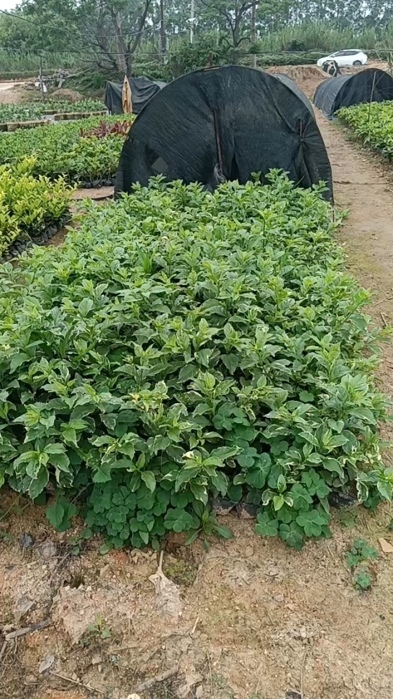 茉莉花福建漳州茉莉花绿化庭院设计基地直供大小规格袋苗