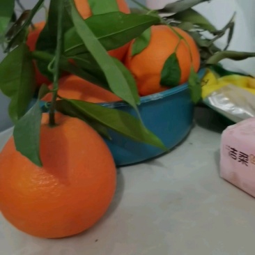 中华红血橙产地大量供应一级果二级果现场採摘.保质保量.
