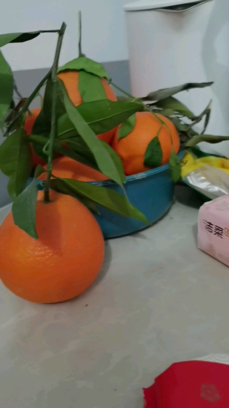 中华红血橙产地大量供应一级果二级果现场採摘.保质保量.
