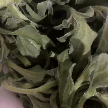 【精品冰草】山东新鲜冰草代发零售商商超拼多多